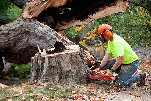 How Our Tree Care Process Works  in  Park Forest Village, PA